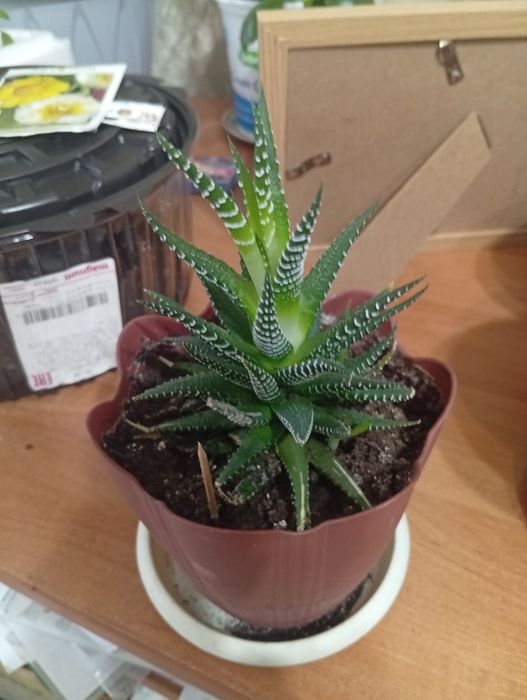 Продам или обменяю хавортию