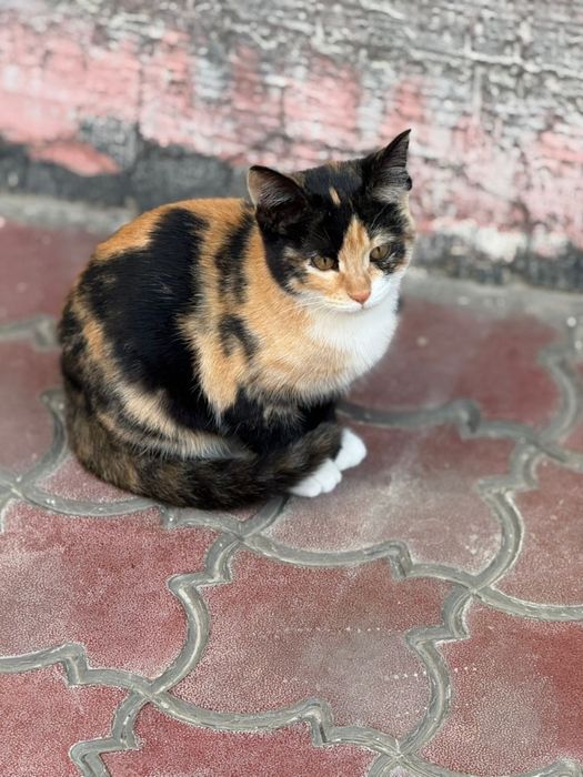 Отдам бесплатно в хорошие руки