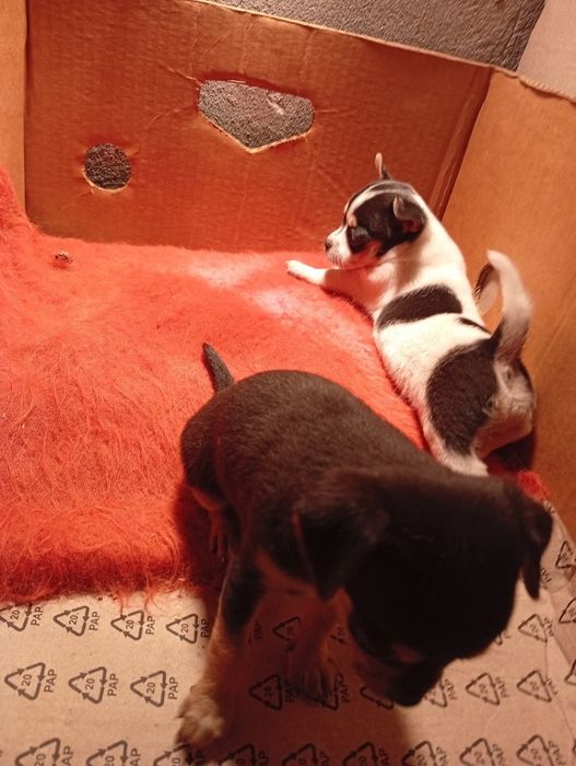 Продавам пинчери