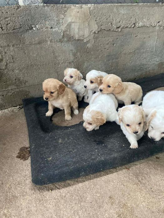 Продават се малки кокери