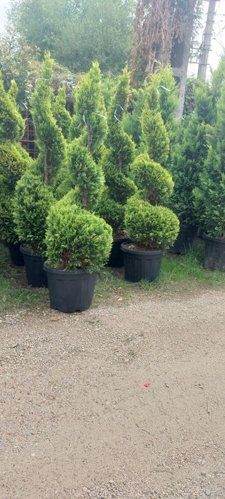 Tuia smaragd,leylandi,spirală,pom pon,arțar,cedru,magnolia,photinia