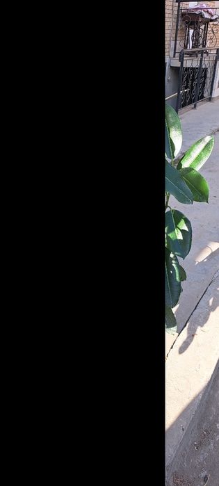 Фикус.цветы новые