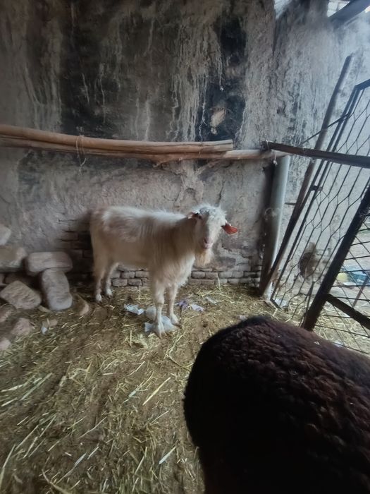 Echki sotiladi taka