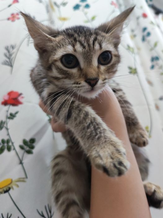 кошечка мама помесь сиамской