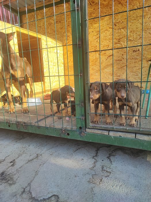 Продам щенят порода Доберман.