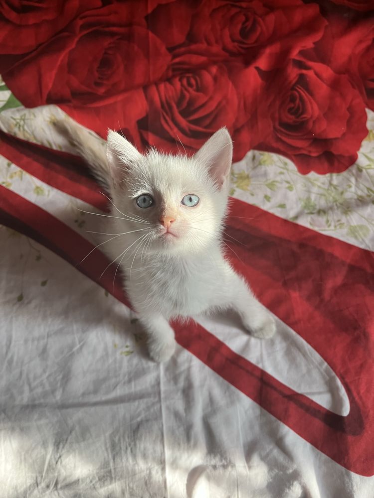 Котенок девочка  1,5 м