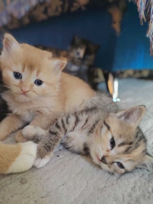 Отдам пушистых котят !