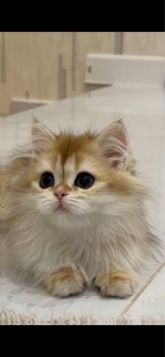 На продаже золотая шиншилла девочка