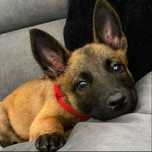 Ciobanesc Belgian Malinois - Mascul si Femela, 8 saptamani