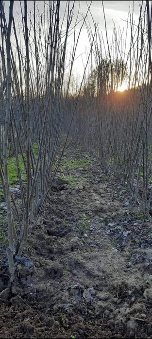 Pepinieră Pomicolă Sâmburesti