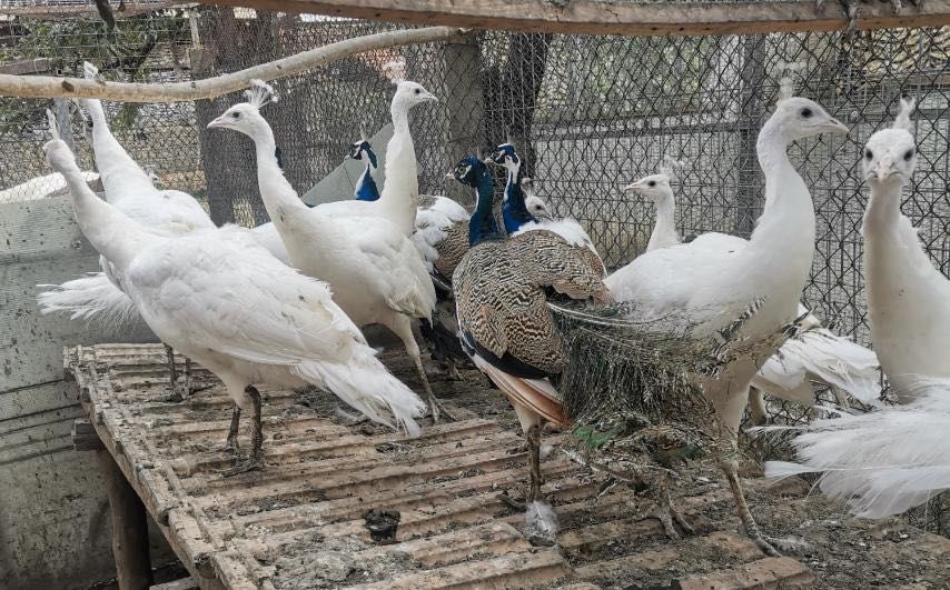 Тригодишни пауни