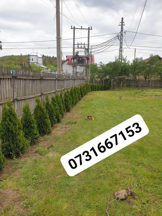 Gard viu  Lemn cainesc