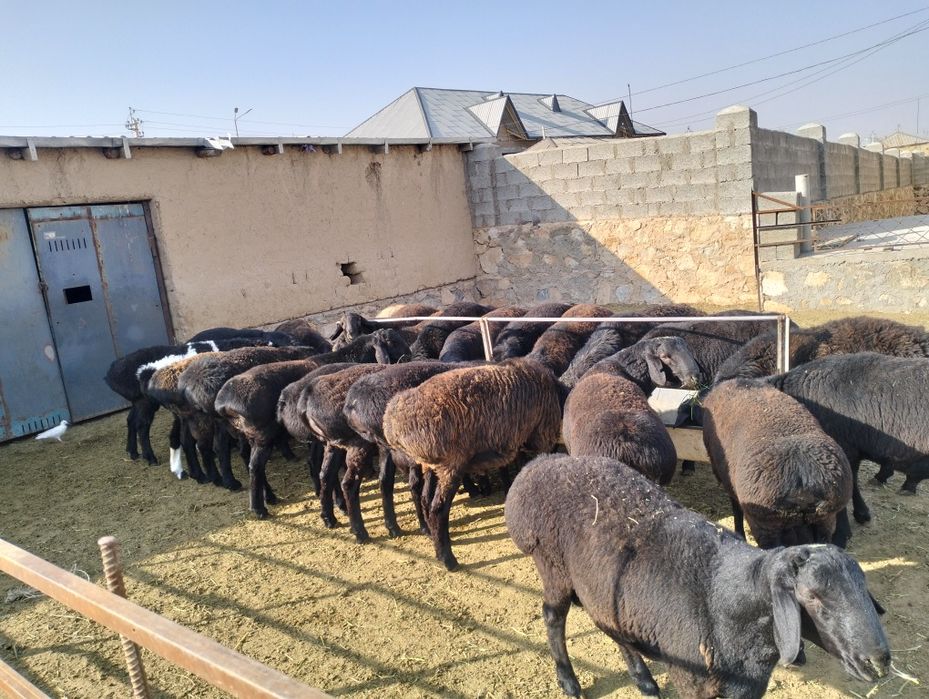 6 oylik quziquchqor 67 dond bor 76 min kg jivoy