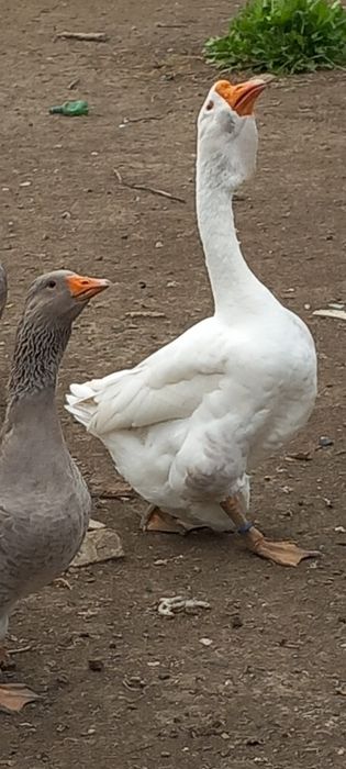 Pereche holmogor de vanzare