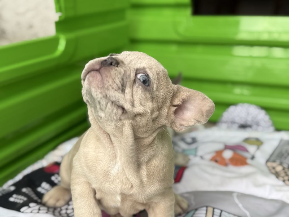 Bulldog Francez Lilac Fawn , ochi albastri, 2 luni