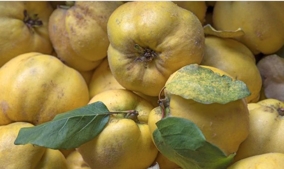 Айва продается домашняя