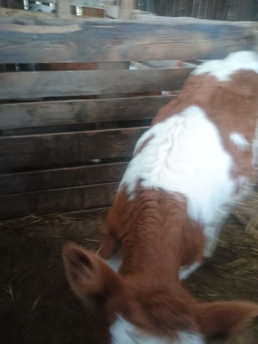 De vânzare doi viței masculi