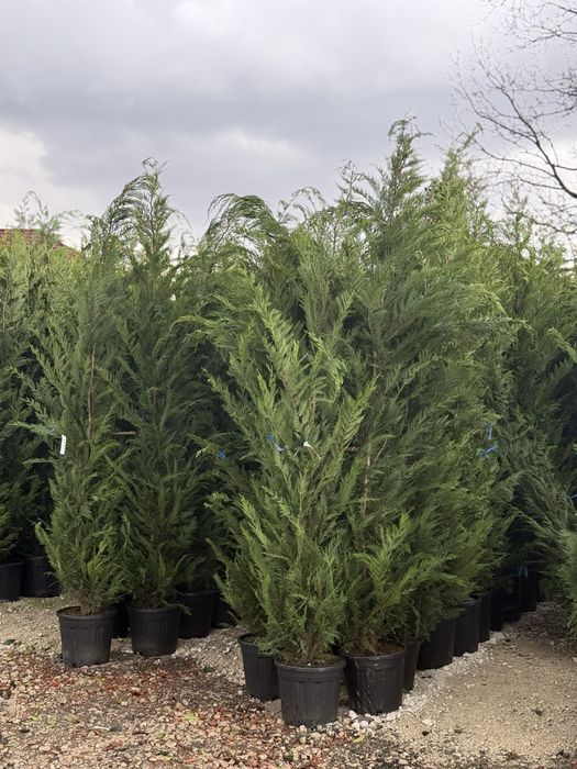 Vand leylandi/leylandi gold calitate extra