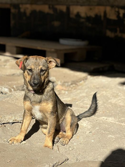 Подарявам кученце Любов