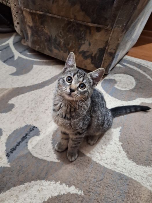 Disponibili spre donatie 2 pui  de pisica