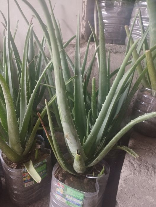 2-3 yillik Aloe vera bor narxlari kelishiladi