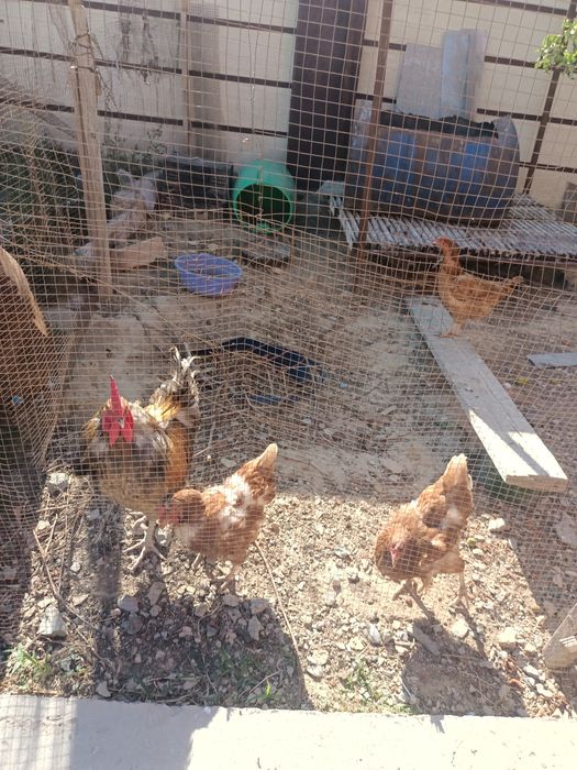 Жақсы көріа кетің