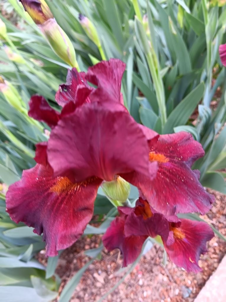 Canna indica irisi culori deosebite