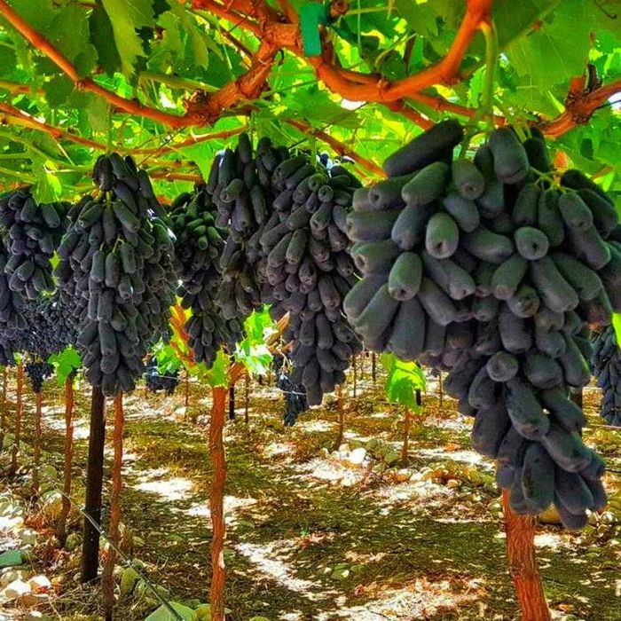 Аватар Ризамат узум кучатлар  саженцы   авата ризамат ота