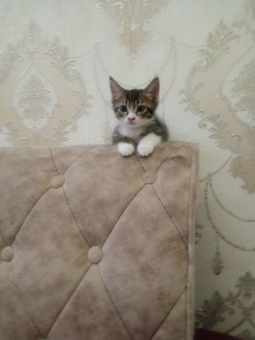 Отдам котенка в хорошие руки . Бесплатно