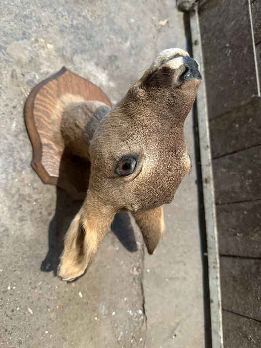 Продавам препарирана сърна