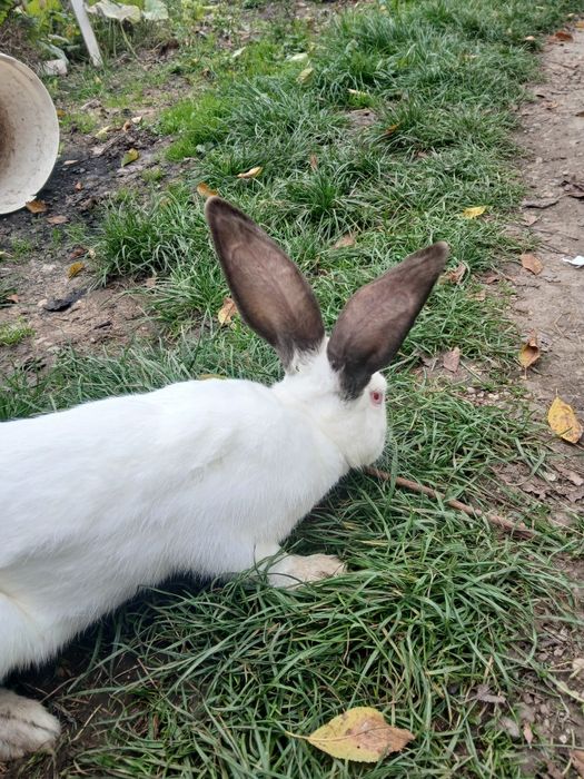 Iepuroaică Californiană