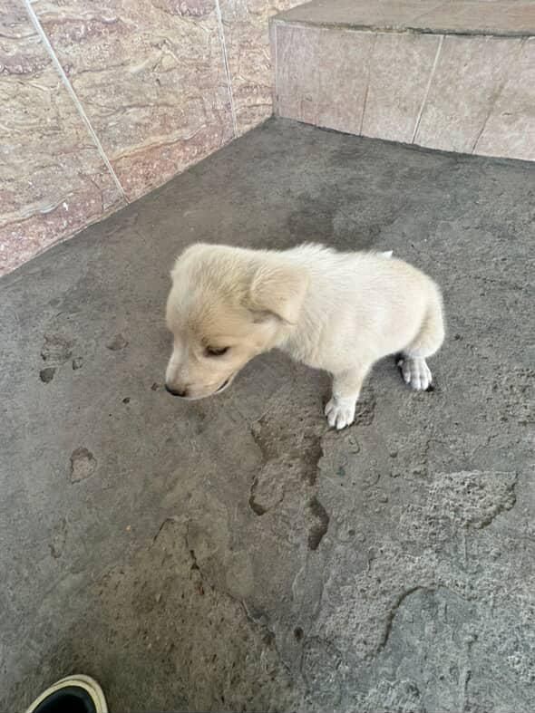 Labrador sotildi