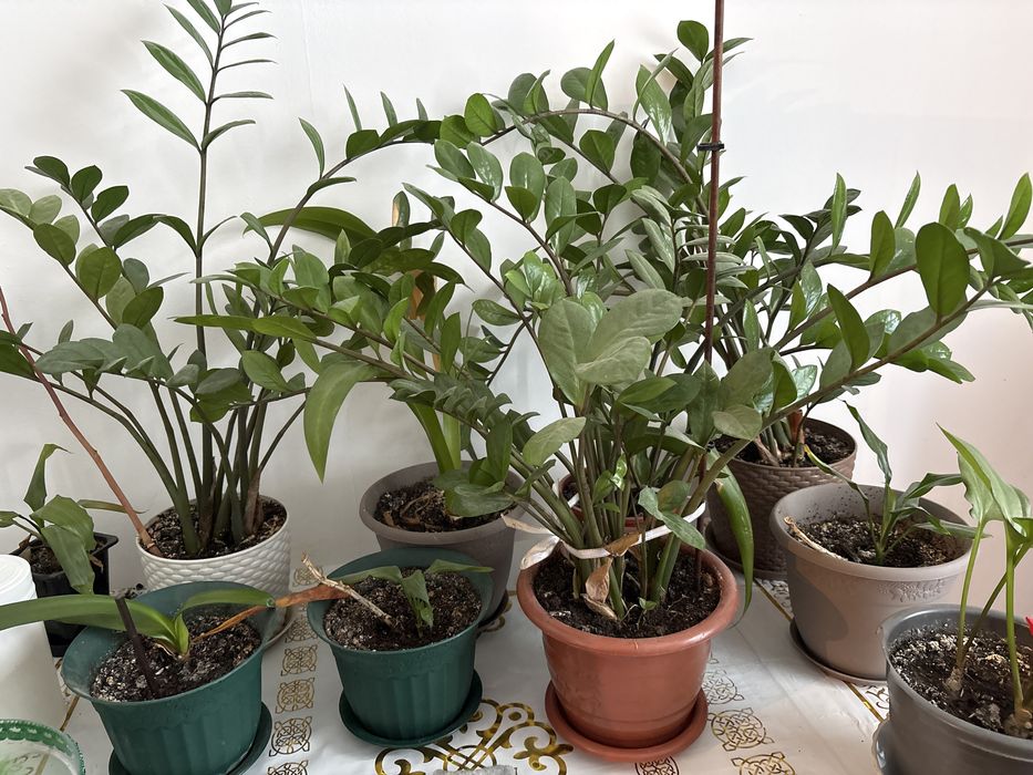 Продам  цветы  комнатные  большие  и  маленькие