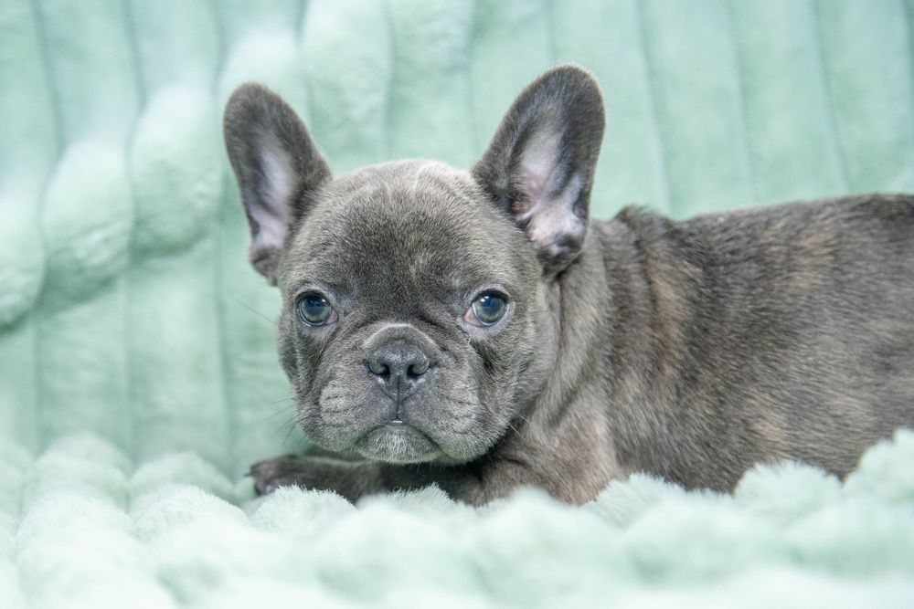 bulldog francez blue