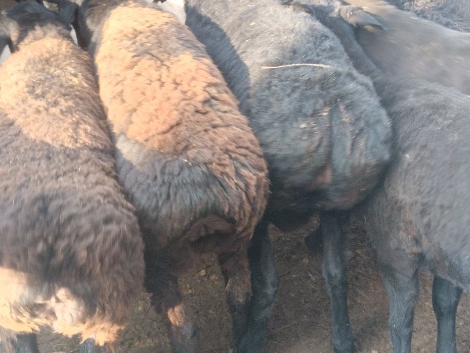 Семиз бордакы, кошкарлар сатылады . Багасы 65 мыннан басталады