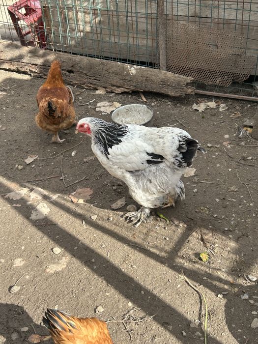 Familie brahma herminat deschis