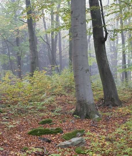 Vând pădure 25 ha comasat