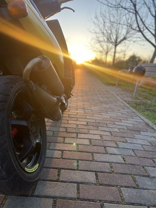Vând malaguti f12