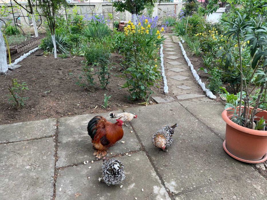 Vand Perechi 80 lei/ pereche Gaini-Cocosi