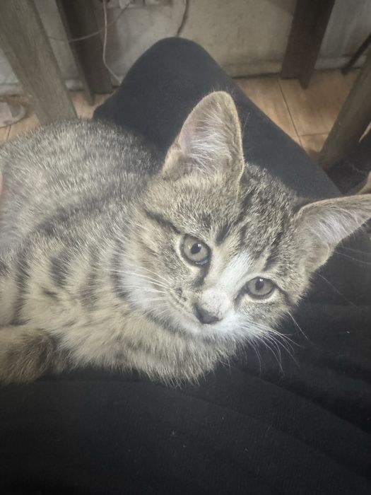 Отдам котенка в добрые руки