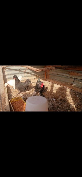 Брама товук хурозлар сотилади