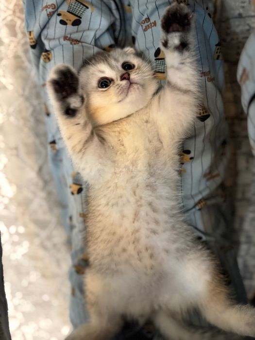 Породистые котята шиншиллы