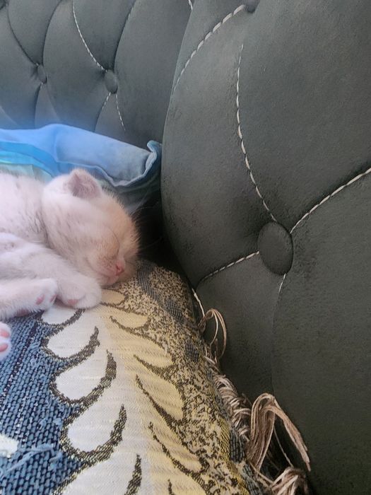 Продаёться котёнок