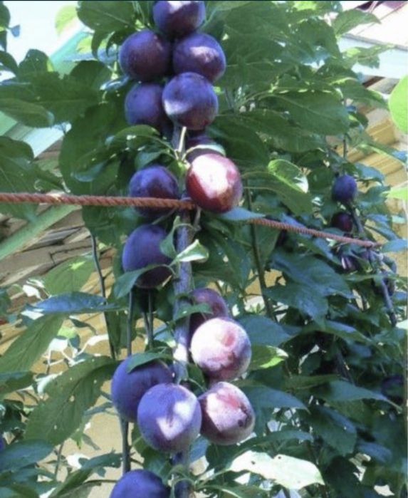 Pomi fructiferi columnari