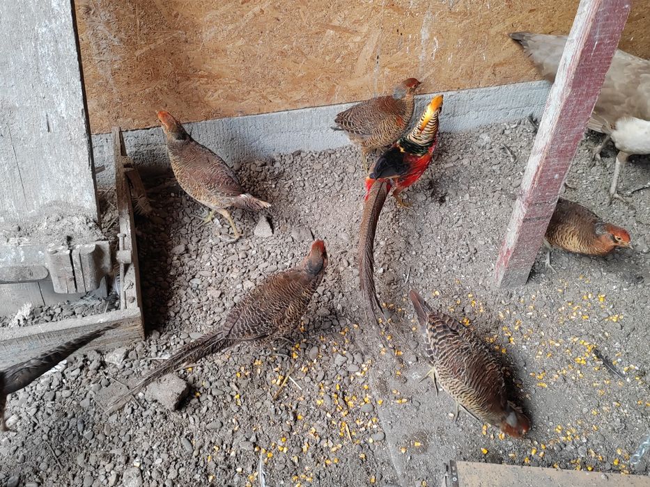 Fazani aurii pe roșu