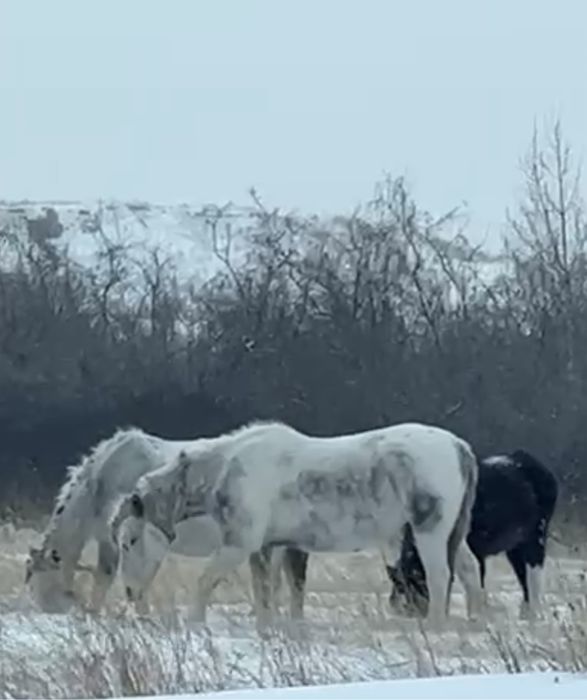 Продам лошадей айгыр тай бие