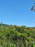 Arbore de matase parfumat