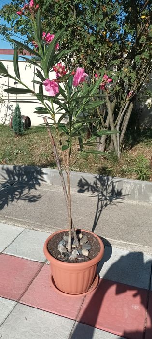 Leandrii roz, parfumati