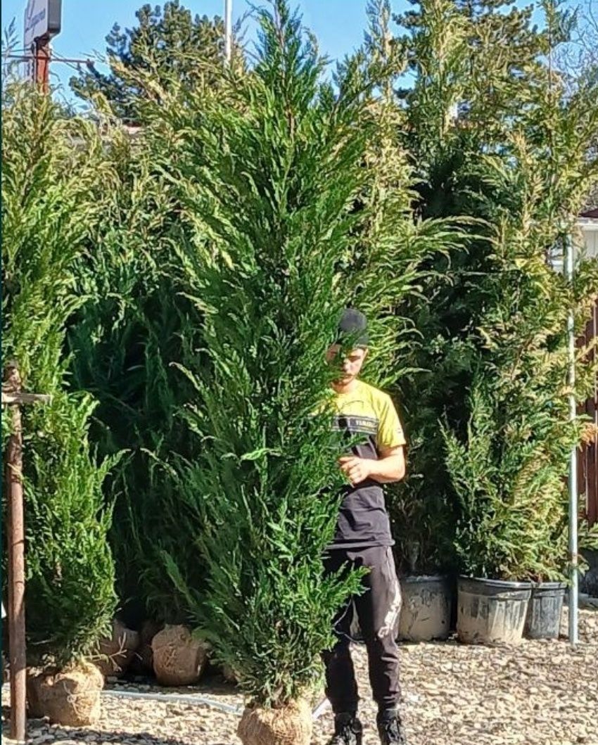 Leylandi chiparos plante ornamentale de orice tip