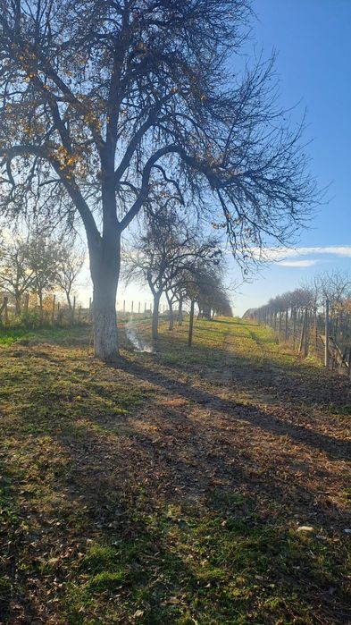 Vând teren intravilan